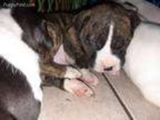 Staffordshire Bull Terrier Puppy for sale in New Port Richey, FL, USA