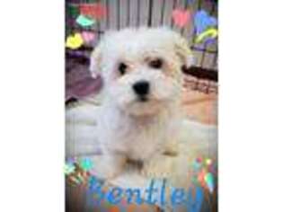Maltese Puppy for sale in Mentor, OH, USA