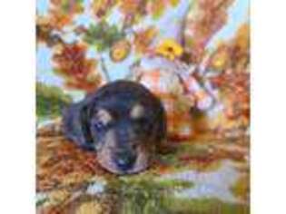 Dachshund Puppy for sale in Merced, CA, USA