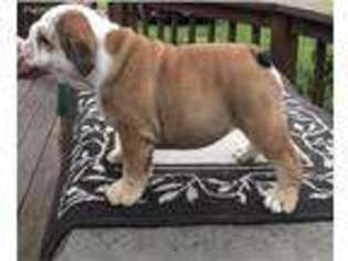 Bulldog Puppy for sale in Nineveh, NY, USA