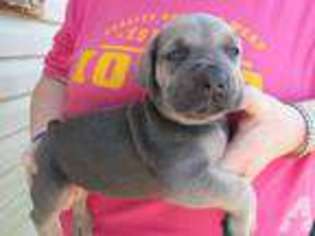 Cane Corso Puppy for sale in OQUAWKA, IL, USA