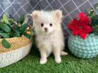 Pomeranian Puppy for sale in Visalia, CA, USA