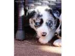 Border Collie Puppy for sale in Chandler, OK, USA