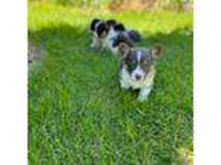 Pembroke Welsh Corgi Puppy for sale in Pendleton, OR, USA