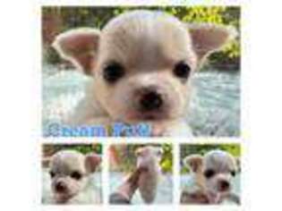 Chihuahua Puppy for sale in Richmond, CA, USA