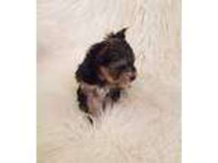 Yorkshire Terrier Puppy for sale in Cuba, MO, USA