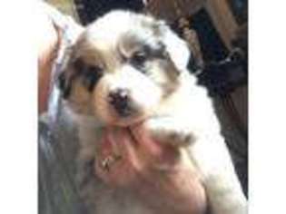 Australian Shepherd Puppy for sale in Robards, KY, USA