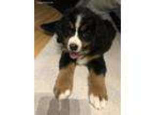Bernese Mountain Dog Puppy for sale in Edgewater, NJ, USA