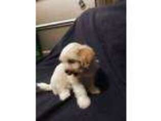 Mal-Shi Puppy for sale in Portsmouth, VA, USA