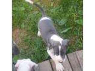 Great Dane Puppy for sale in Warsaw, NY, USA