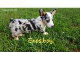 Pembroke Welsh Corgi Puppy for sale in Fort Plain, NY, USA