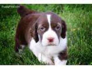 English Springer Spaniel Puppy for sale in Springboro, OH, USA