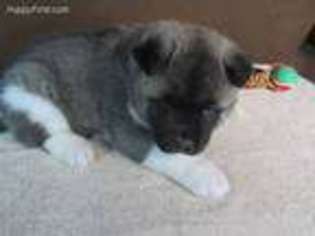 Akita Puppy for sale in Okmulgee, OK, USA