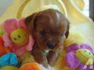 Cavalier King Charles Spaniel Puppy for sale in SCOTTSVILLE, KY, USA