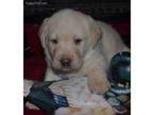 Labrador Retriever Puppy for sale in Elko, NV, USA