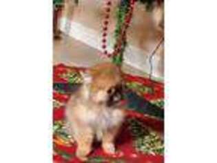 Pomeranian Puppy for sale in Pinon Hills, CA, USA