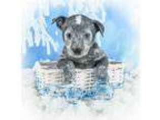 Australian Cattle Dog Puppy for sale in East Sparta, OH, USA