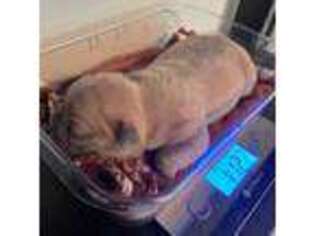 French Bulldog Puppy for sale in Springfield, VA, USA