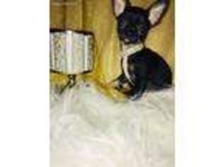 Chihuahua Puppy for sale in Newport, KY, USA