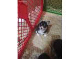 Pembroke Welsh Corgi Puppy for sale in New Boston, TX, USA