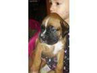 Boxer Puppy for sale in Clifton Park, NY, USA