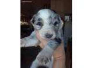 Border Collie Puppy for sale in Union Gap, WA, USA