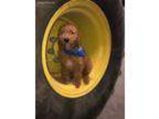 Goldendoodle Puppy for sale in Brooklyn, IA, USA