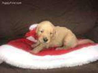 Golden Retriever Puppy for sale in Jay, OK, USA