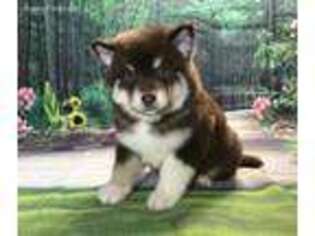 Alaskan Malamute Puppy for sale in Sulphur Springs, TX, USA