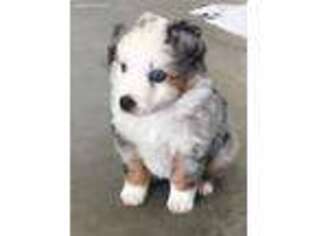 Miniature Australian Shepherd Puppy for sale in Oakdale, CA, USA