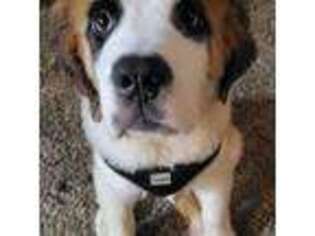 Saint Bernard Puppy for sale in Lancaster, OH, USA