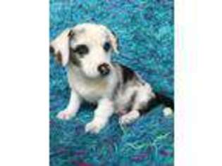 Cardigan Welsh Corgi Puppy for sale in Peyton, CO, USA