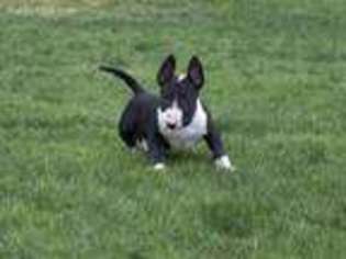Bull Terrier Puppy for sale in San Diego, CA, USA