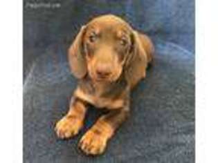 Dachshund Puppy for sale in Castle Rock, WA, USA
