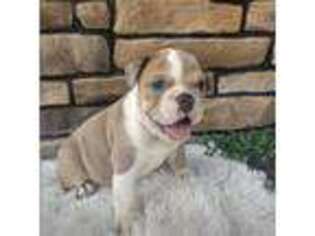 Bulldog Puppy for sale in Jamaica, NY, USA