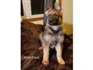 German Shepherd Dog Puppy for sale in Basehor, KS, USA