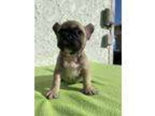 French Bulldog Puppy for sale in La Mirada, CA, USA