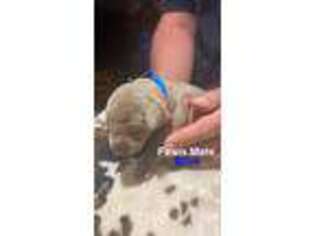 Doberman Pinscher Puppy for sale in Normalville, PA, USA