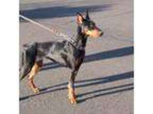 Doberman Pinscher Puppy for sale in Mcminnville, OR, USA