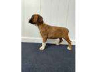 Boxer Puppy for sale in Middlebury, IN, USA