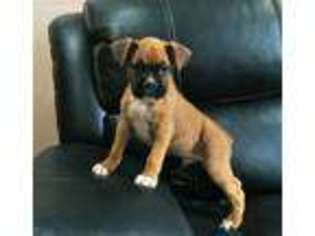 Boxer Puppy for sale in Saint Joe, IN, USA
