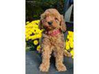 Cavapoo Puppy for sale in Middleburg, PA, USA
