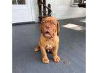 American Bull Dogue De Bordeaux Puppy for sale in Chambersburg, PA, USA