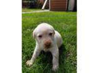 Labrador Retriever Puppy for sale in West Bend, WI, USA