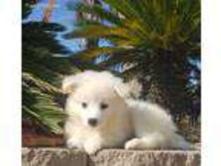 American Eskimo Dog Puppy for sale in San Diego, CA, USA