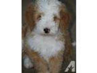 Goldendoodle Puppy for sale in NEWMANSTOWN, PA, USA