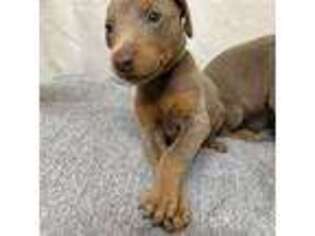 Doberman Pinscher Puppy for sale in Columbia, SC, USA