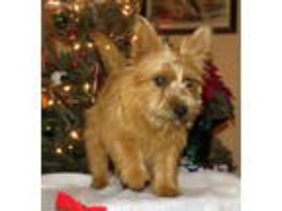 Norwich Terrier Puppy for sale in Walhalla, SC, USA
