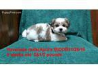 Havanese Puppy for sale in Vinemont, AL, USA