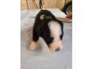 Mutt Puppy for sale in Harriman, TN, USA
